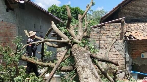 Pohon tumbang akibat peristiwa angin puting beliung yang melanda wilayah Kabupaten Ogan Komering Ulu, Sumatra Selatan, Kamis (21/8/2025). Sumber foto : BPBD Kabupaten Ogan Komering Ulu