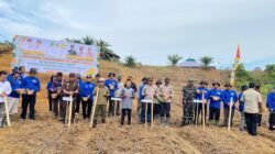 Tanam jagung serentak satu desa satu hektare se-Kecamatan Subah, Kamis (7/8/2025). (dok.faktakalbar).