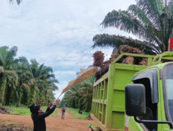 Borneo Forum ke-8 di Pontianak Bahas Tata Kelola Sawit dan Ketahanan Pangan