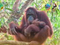 Bayi Orangutan Julia Lahir di Taman Nasional Bukit Baka Bukit Raya, Bukti Keberhasilan Konservasi