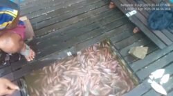 "Tambang Emas Ilegal Sekadau"