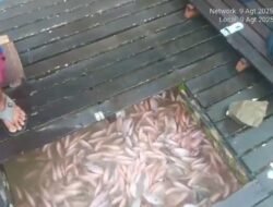 Diduga Dibekingi Oknum, Tambang Emas Ilegal Menggerogoti Sungai Sekadau
