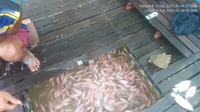 "Tambang Emas Ilegal Sekadau"