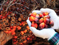 Dilema Sawit Indonesia: Kejar Ekspor AS Senilai US$19,5 Miliar atau Prioritaskan Energi B50?