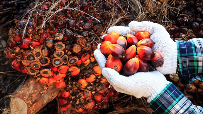 Ilustrasi buah segar kelapa sawit - dilema industri kelapa sawit Indonesia antara memenuhi kebutuhan ekspor dan program biodiesel B50 untuk ketahanan energi nasional.