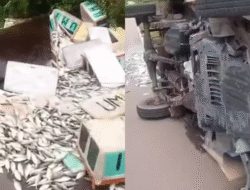 Truk Pick Up Muatan Ikan Terguling di Perbatasan Kalteng-Kalbar, Muatan Tumpah ke Jalan