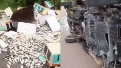 Truk Pick Up Muatan Ikan Terguling di Perbatasan Kalteng-Kalbar, Muatan Tumpah ke Jalan