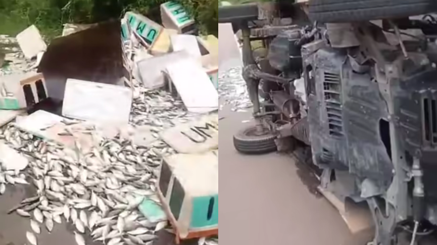 Kondisi mobil pick up yang mengalami kecelakaan tunggal di tanjakan Bukit Tengkorak, perbatasan Kalteng-Kalbar. Ribuan ikan gembung yang menjadi muatannya tumpah berserakan di jalan.