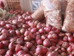 Harga Bawang Merah di Sambas Tembus Rp65 Ribu, Warga Terpaksa Kurangi Pembelian