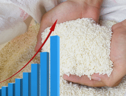 Harga Beras Tembus Rp60 Ribu per Kg, BPS Catat Kenaikan di 200 Daerah