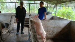 "csr-mukti-plantation-pemberdayaan-peternak-babi-sintang