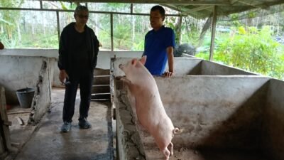 "csr-mukti-plantation-pemberdayaan-peternak-babi-sintang