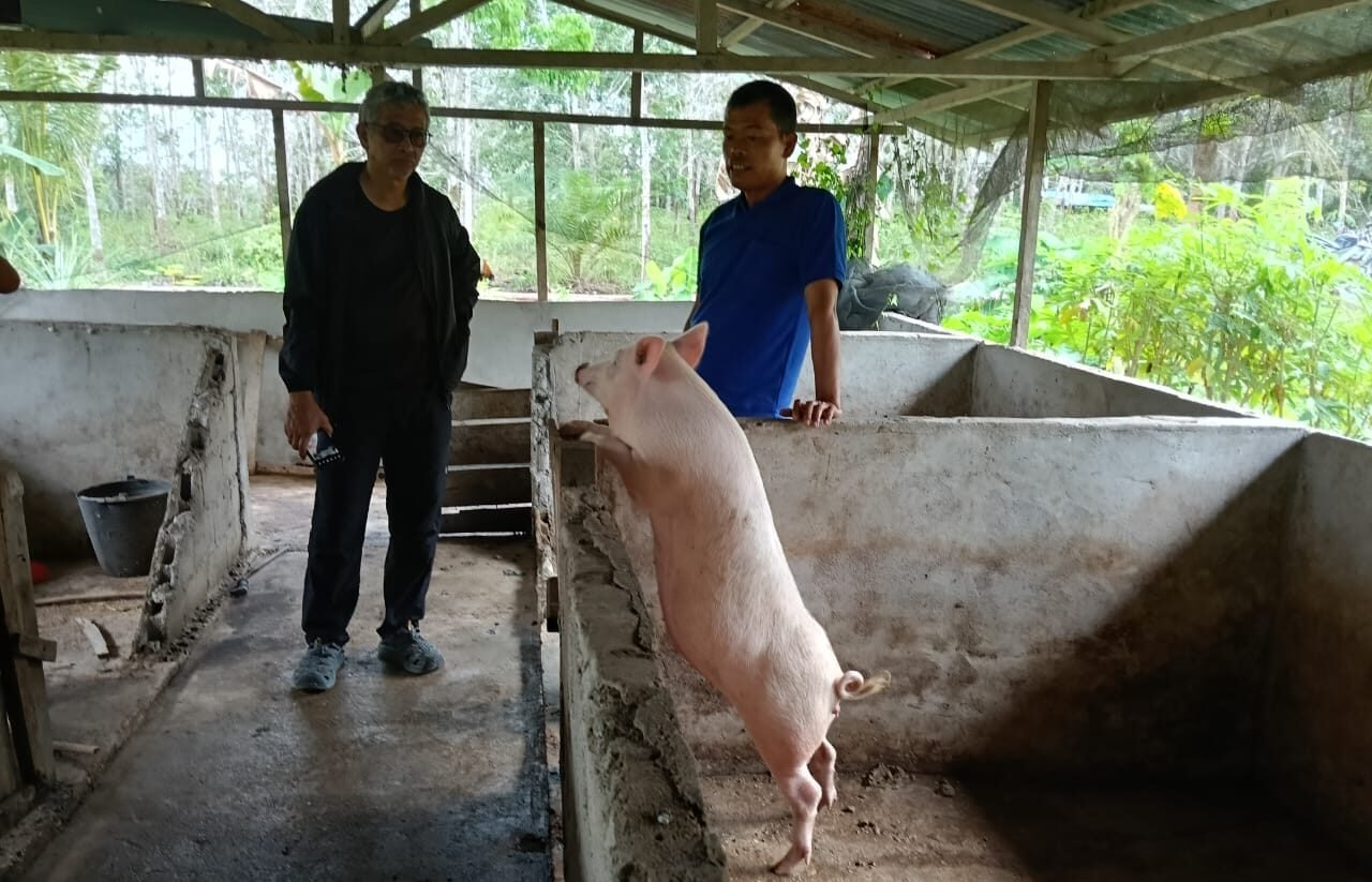 "csr-mukti-plantation-pemberdayaan-peternak-babi-sintang