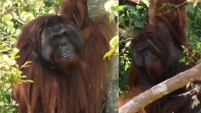 Jojo, orangutan berusia lebih dari 25 tahun, menikmati suasana hutan semi-liar setelah dua dekade hidup dalam kurungan di Ketapang. (Dok. Instagram/@iar_indonesia)