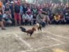 Judi Sabung Ayam Bertaruh Puluhan Juta di Putussibau Disorot, Aparat Dituding Bungkam