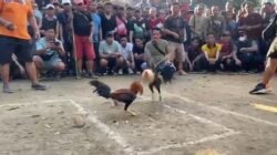 "judi-sabung-ayam-putussibau-aparat-dituding-bungkam"