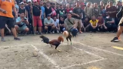 "judi-sabung-ayam-putussibau-aparat-dituding-bungkam"
