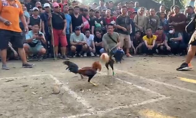 "judi-sabung-ayam-putussibau-aparat-dituding-bungkam"