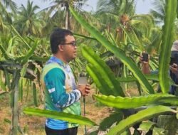 Musim Kemarau Panjang, Produksi Buah Naga di Jawai Sambas Menurun