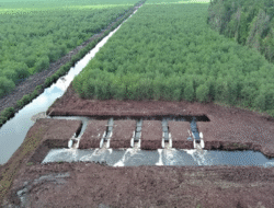 Inovasi Tata Kelola Air PT Mayawana Persada Jaga Kelembapan Gambut di Areal Bernilai Konservasi Tinggi