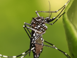 7 Jurus Jitu Tetap Bugar di Musim Hujan, dari Jaga Imun hingga Lawan Nyamuk DBD