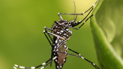 "Musim hujan rentan penyakit? Jaga kesehatan Anda dan keluarga dengan 7 tips praktis ini, mulai dari meningkatkan imunitas hingga cara efektif mencegah demam berdarah."