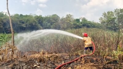 BPBD bersama tim gabungan berhasil memadamkan 3 hektare lahan tebu yang terbakar di wilayah Kecamatan Gesi dan Masaran, Kabupaten Sragen, Jawa Tengah, pada Minggu (28/9). Sumber Foto: BPBD Kabupaten Srage