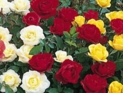 Makna Mawar Berdasarkan Warna: Bukan Sekadar Indah, Tapi Kaya Filosofi