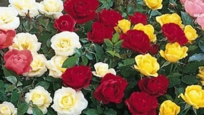 "Temukan makna dan filosofi di balik setiap warna mawar, dari merah hingga putih. Pelajari cara memilih warna mawar yang tepat untuk menyampaikan pesan yang ingin kamu sampaikan."