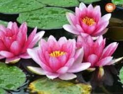 Tiga Bunga dan Filosofi Abadi: Inspirasi dari Melati, Mawar, dan Teratai