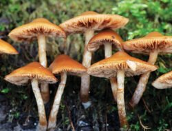 Dua Warga Meninggal Diduga Akibat Keracunan Jamur Hutan di Sekadau