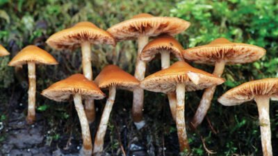 Dua Warga Meninggal Diduga Akibat Keracunan Jamur Hutan di Sekadau