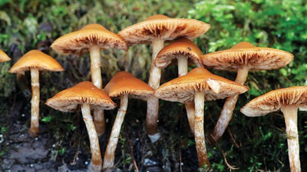 Ilustrasi jamur beracun. Keracunan Jamur Hutan Renggut Nyawa Ibu dan Anak di Sekadau. (Dok. greeners.co)