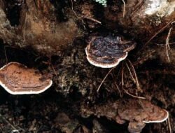 Ancaman Ganoderma: Penyakit Jamur Mengerikan yang Mengintai Perkebunan Kelapa Sawit