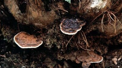 Jamur ganoderma boninense yang tumbuh pada pangkal batang sawit mengakibatkan pembusukan dan pada akhirnya sawit menjadi roboh/tumbang. (Dok. Sawit Setara)