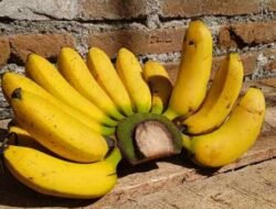 Manfaat Pisang untuk Kesehatan: Mengapa Buah Ini Wajib Ada di Menu Harianmu