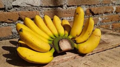 "Temukan manfaat pisang untuk kesehatan yang mungkin belum kamu ketahui. Dari sumber energi hingga menjaga kesehatan jantung, pisang adalah superfood yang wajib dikonsumsi."