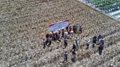 "Panen raya jagung serentak kuartal III di Kayong Utara digelar untuk mendukung target swasembada pangan nasional 2025. Acara ini dihadiri oleh pejabat dan tokoh masyarakat setempat."