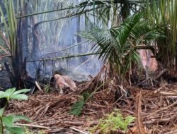 BNPB: Karhutla Mendominasi Sejumlah Bencana di Indonesia