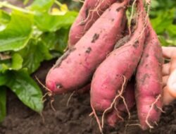 Memanfaatkan Kearifan Lokal, Ini 5 Rekomendasi Makanan untuk MBG Kalbar