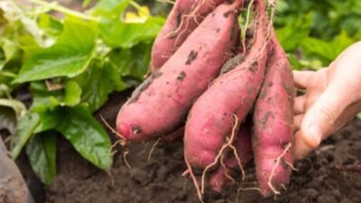 Memanfaatkan Kearifan Lokal, Ini 5 Rekomendasi Makanan untuk MBG Kalbar