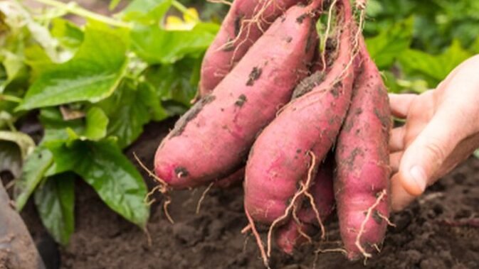 "Cari tahu 5 rekomendasi makanan lokal yang kaya gizi dan cocok untuk program MBG di Kalimantan Barat. Dari singkong hingga ikan gabus, ini pilihan terbaik."