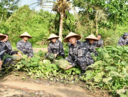 Dukung Ketahanan Pangan, Kodaeral XII Gelar Panen Raya Labu di Lahan Mako