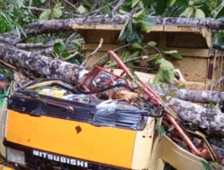 Angin Kencang Terjang Bengkayang: Pohon Tumbang Timpa Truk dan Sebabkan Listrik Padam