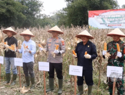 Dukung Swasembada Pangan, Petani Bengkayang Panen Raya 11,7 Hektare Jagung