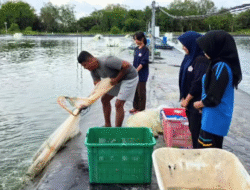 Cegah Penyakit, DKP Kalbar Ambil Sampel Ikan dan Air di Bengkayang dan Sambas