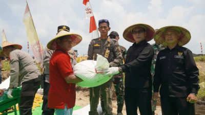 Wakil Bupati Kapuas Hulu, Sukardi, saat mengikuti kegiatan panen raya jagung di Kecamatan Semitau. (Dok. Instagram/@prokopim.kapuashulu)