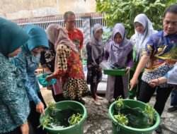 Perkuat Ketahanan Pangan, Pemkot Pontianak Salurkan Bantuan Budikdamber ke 30 Posyandu