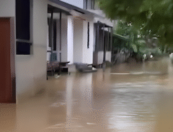 Banjir di Sekadau: Puluhan Rumah di Nanga Mahap Terendam hingga Lutut Orang Dewasa