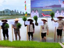 Kolaborasi Pemerintah dan Petani Wujudkan Swasembada Pangan Nasional: BWS Kalimantan I Sukses Gelar Gerakan Menanam Padi Serentak